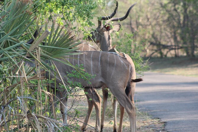 2-Day Camping Safari in Chobe National Park from Victoria Falls - Why this short Chobe safari works