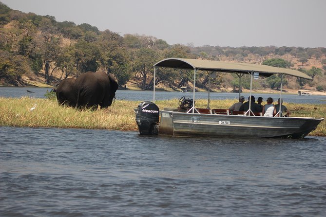 2-Day Camping Safari in Chobe National Park from Victoria Falls - Game drives where tracking takes over