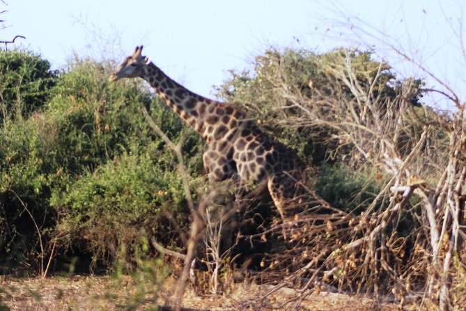 2-Day Camping Safari in Chobe National Park from Victoria Falls - Is $525 a fair price?