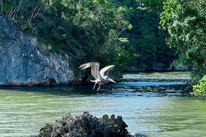 2in1: Los Haitises National Park + Yanigua Waterfall-SPA - Tarzan’s treehouse and the blue amber area