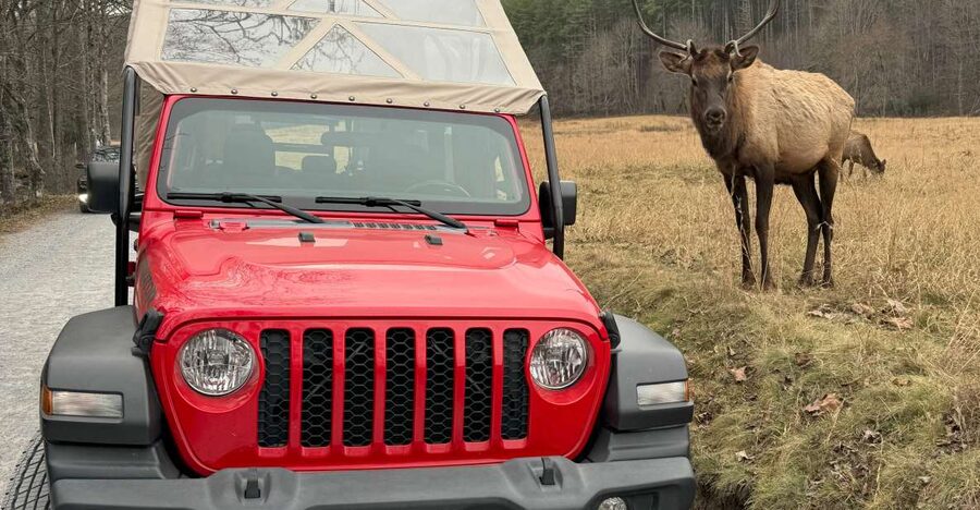 3.5-4 HR. Guided Safari Jeep Eco Waterfall Adventure - Wildlife and plant life along the route