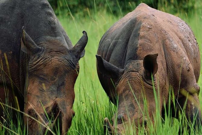 3-Day Ultimate Big Five Safari - Murchison Falls & Rhinos - What the $995 price covers