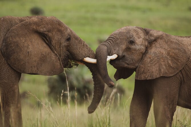 3-Day Ultimate Big Five Safari - Murchison Falls & Rhinos - Day 3: One last game drive before Kampala