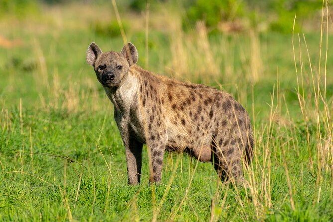 3-Day Ultimate Big Five Safari - Murchison Falls & Rhinos - The best parts of the wildlife experience