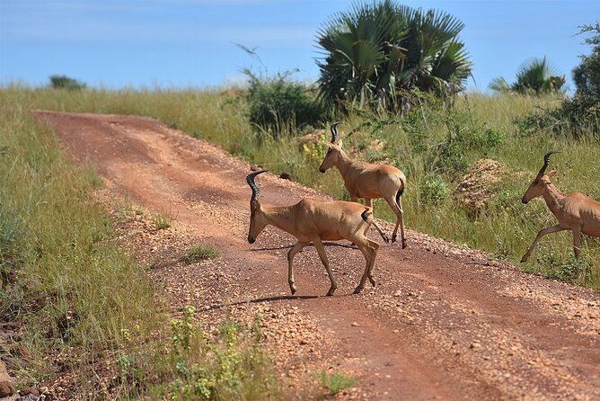 3-Day Ultimate Big Five Safari - Murchison Falls & Rhinos - Where the trip may test your patience