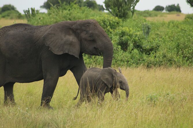 3-Day Ultimate Big Five Safari - Murchison Falls & Rhinos - Food, rooms, and practical comfort