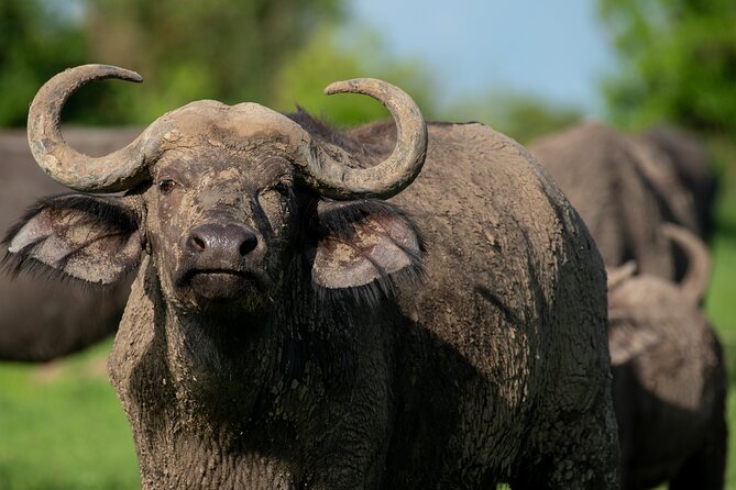 3-Day Ultimate Big Five Safari - Murchison Falls & Rhinos - Who should book this safari