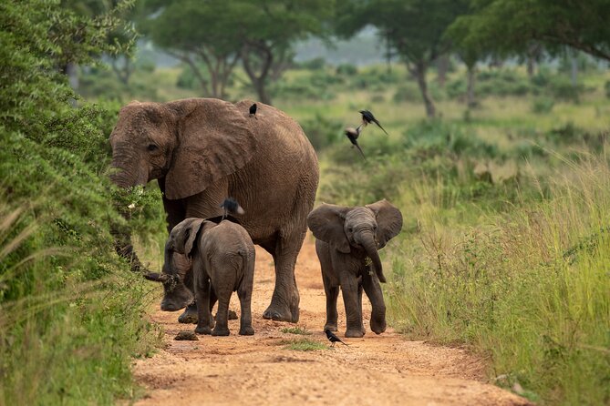 3-Day Ultimate Big Five Safari - Murchison Falls & Rhinos - Day 2: A six-hour wildlife day on land and water