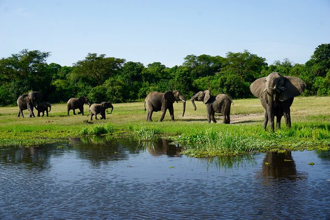 3 Days Murchison Falls Adventure Wildlife Safari Uganda Tour - Day one ends with an evening game drive