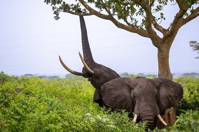 3 Days Murchison Falls Adventure Wildlife Safari Uganda Tour - The Nile cruise reveals the falls from below