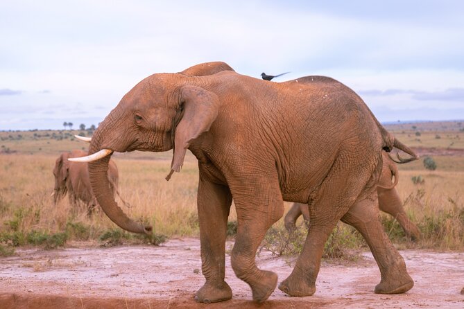 3 Days Murchison Falls Adventure Wildlife Safari Uganda Tour - Day three is mainly a return transfer