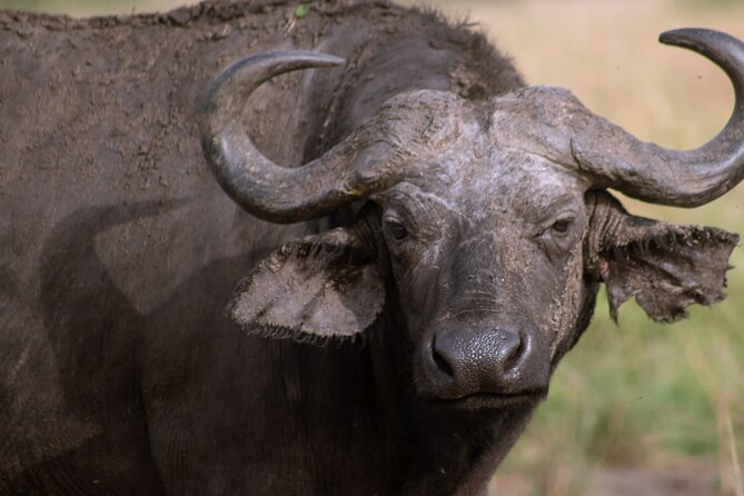 3 Days Murchison Falls Adventure Wildlife Safari Uganda Tour - Is $1,300 good value?
