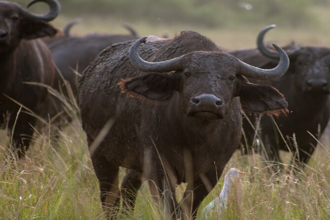 3 Days Murchison Falls Adventure Wildlife Safari Uganda Tour - Who should book this safari?