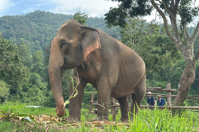 4 in 1 Elephants Long Neck Rafting and Sticky Waterfall Tour - Why this four-part day works in Chiang Mai