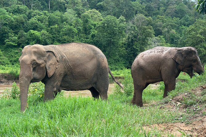 4 in 1 Elephants Long Neck Rafting and Sticky Waterfall Tour - Climbing Bua Thong Sticky Waterfall