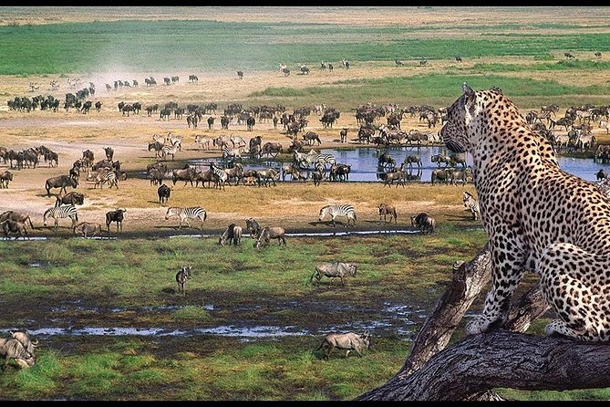 6 Days Serengeti Safari(hiking waterfalls &coffee tour) - Day 3: A full Serengeti morning
