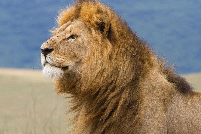6 Days Serengeti Safari(hiking waterfalls &coffee tour) - Day 4: Ngorongoro Crater and the search for rhino
