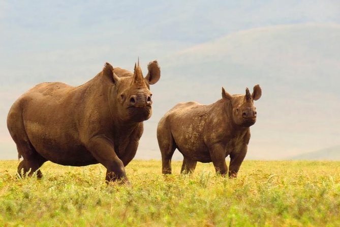 6 Days Serengeti Safari(hiking waterfalls &coffee tour) - Camping, food, and comfort