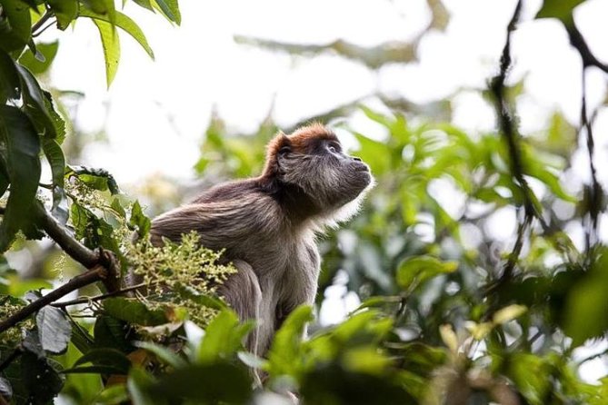 8-Day Murchison Falls, Chimp and Epic Gorilla Trekking Safari - Key points before you book