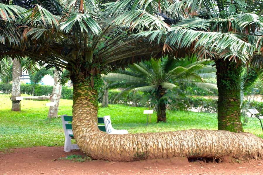 Accra Aburi Eco & Cocoa Experience: Gardens Waterfall &Lunch - Why this makes a good day beyond Accra