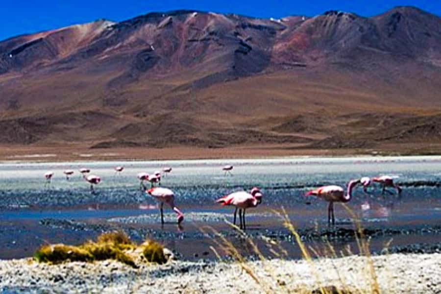 Adventure Day in Arequipa: Pillones Waterfall + Rock Forest - Puruña Stone Forest, the day’s most unusual stop