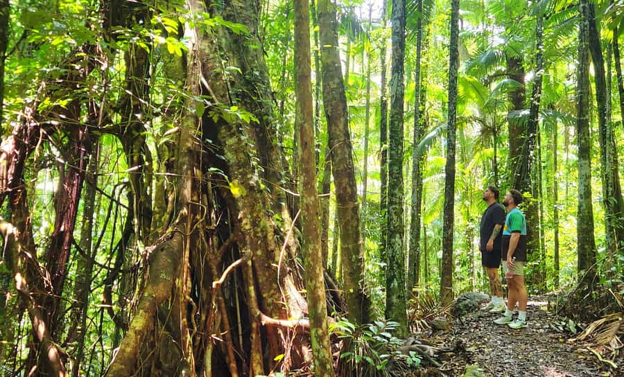 Airlie Beach: Waterfall & Rainforest Bushwalk Eco Adventure - From Airlie Beach to Conway National Park