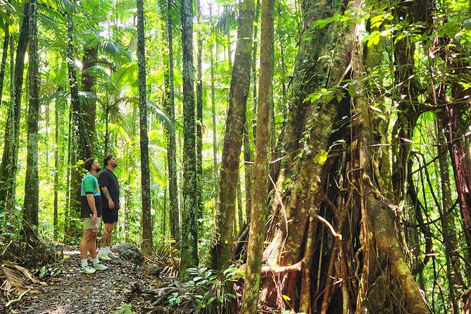 Airlie Waterfalls & Rainforest Bushwalk Eco Adventure - Conway National Park and the rainforest walk