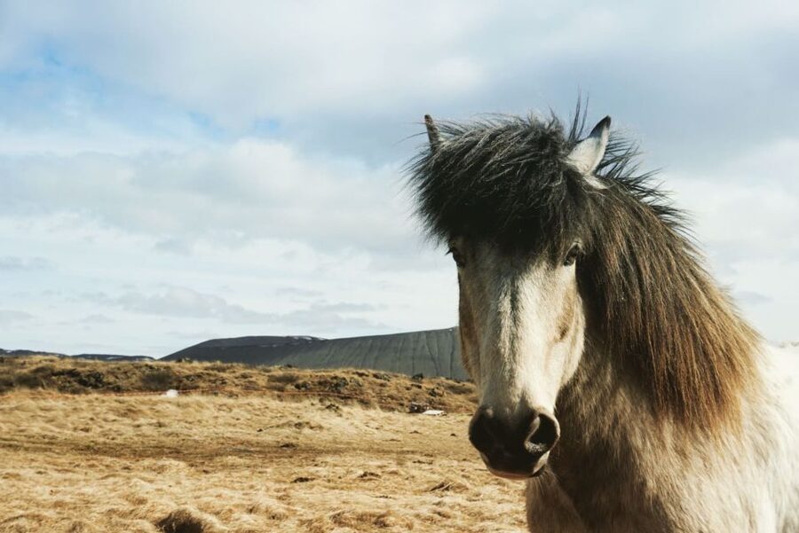 Akureyri Port: Lake Mývatn & Goðafoss Waterfall Day Trip - Skútustaðagígar and the pseudocraters