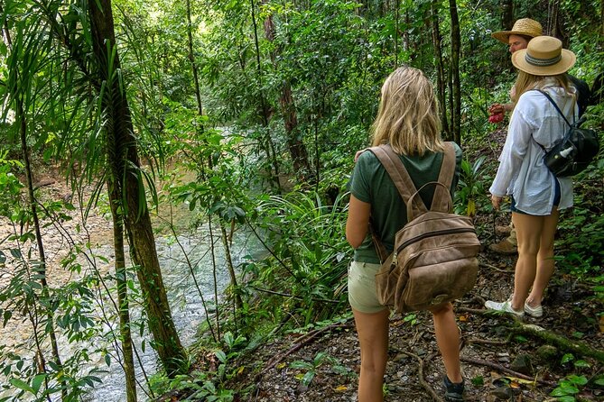 Amazing Daintree Rainforest Tour Waterfall Hike, Lunch, Swim & Crocodile Cruise - A fresh gourmet lunch in a rainforest setting