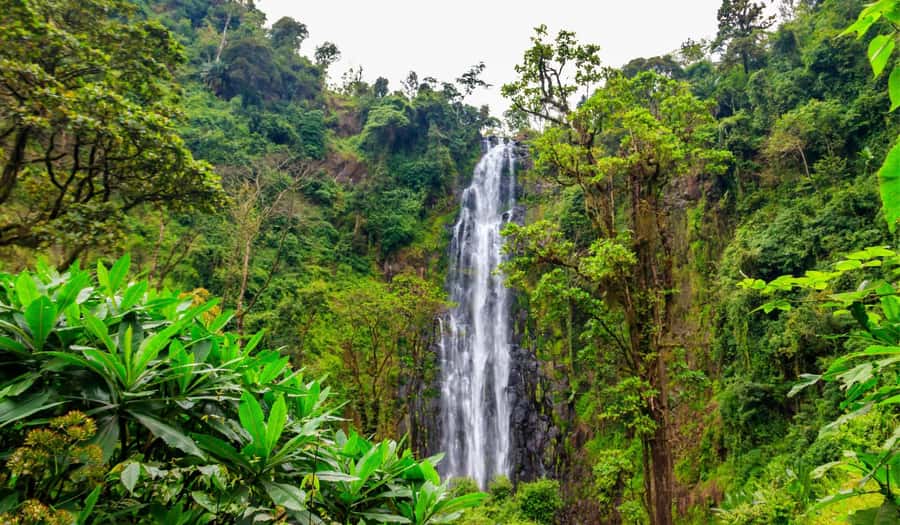 Arusha: Materuni Waterfalls, Hot Springs and/or Coffee Tour - What the $53 Price Really Includes