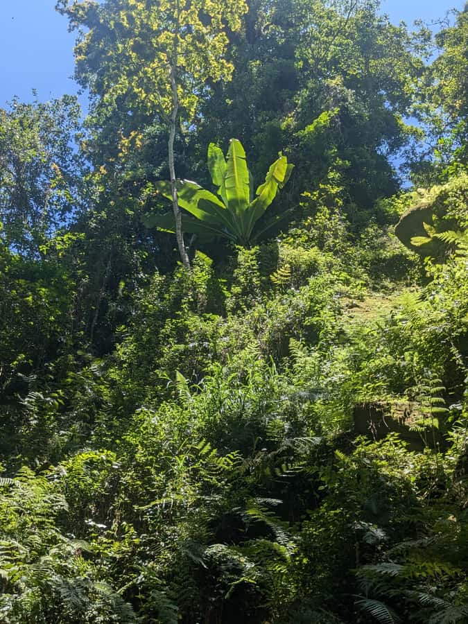 Arusha: Napuru Waterfalls Guided Hike - Why the guide changes the experience