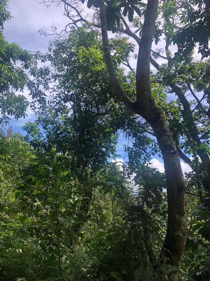 Arusha: Napuru Waterfalls Guided Hike - FAQ