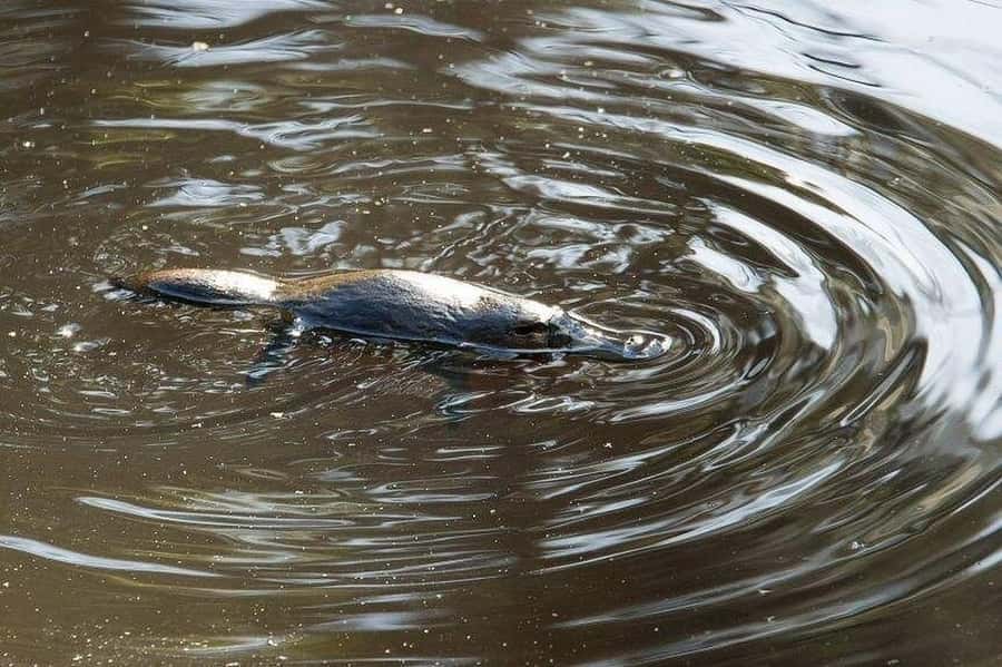 Atherton Tablelands: Lakes, Waterfalls, Rainforest Day Tour - Lake Eacham changes the pace