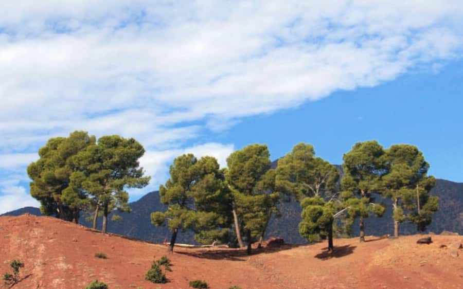 Atlas Mountain & Three Valleys Waterfalls & Desert Day Trip - Seeing how argan oil is prepared