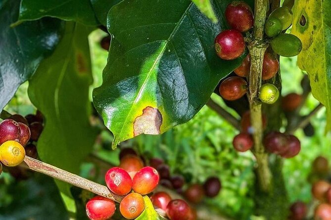 ATV Waterfall & Organic Coffee Farm with Lunch - Should You Book the Nosara ATV and Coffee Tour?