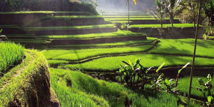 Bali: 3 Waterfalls and Tegalalang Rice Terrace Private Tour - Tibumana Waterfall: a cooler forest walk