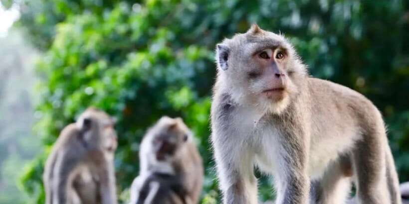 Bali: ATV Gorilla Cave, Ubud Monkey Forest, & Waterfall Tour - Tegenungan Waterfall is the final cooldown