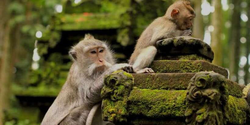 Bali: Bali Swing, Monkey Forest, Rice Terrace, Waterfall - Key points to know before booking