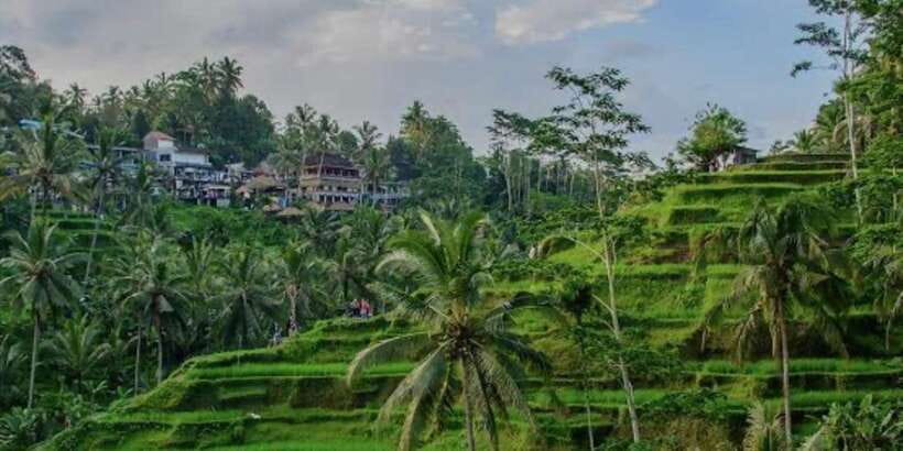 Bali: Bali Swing, Monkey Forest, Rice Terrace, Waterfall - A private route through Bali’s most popular sights