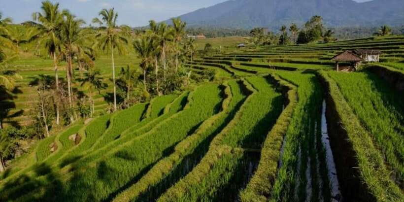 Bali: Bali Swing, Monkey Forest, Rice Terrace, Waterfall - Is $29 per person good value?