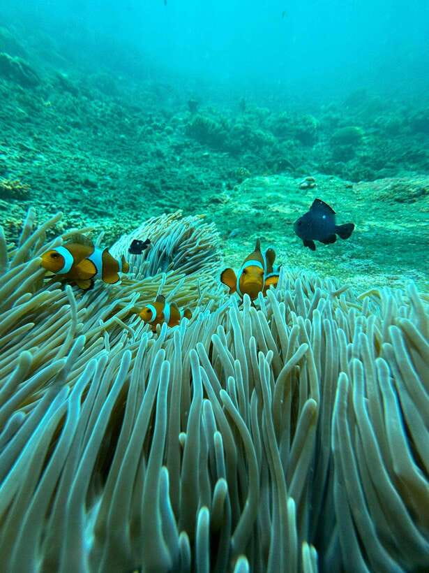 Bali: Blue Lagoon Snorkeling, Waterfall, and Plantation - Key points to know before booking