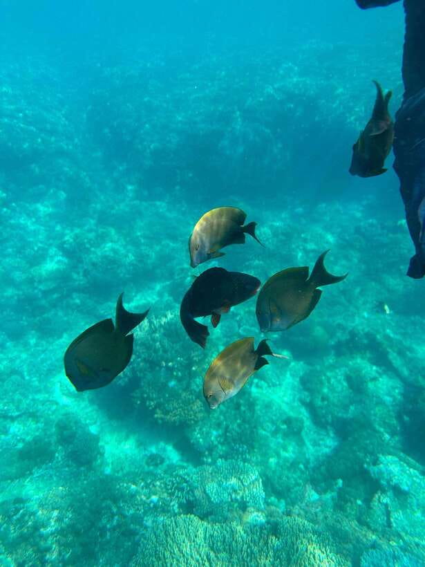 Bali: Blue Lagoon Snorkeling, Waterfall, and Plantation - The road to Padang Bai
