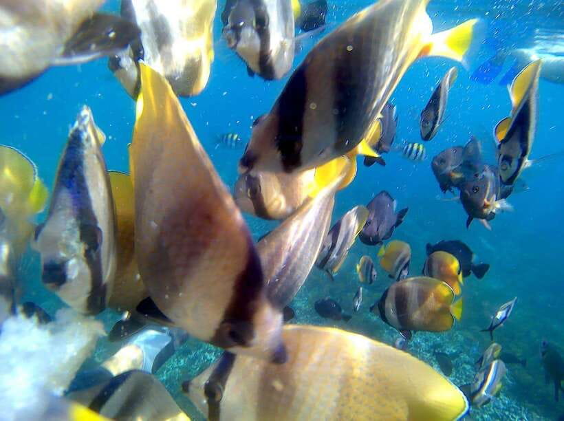 Bali: Blue Lagoon Snorkeling & Waterfall Tour - Why this Bali day makes sense