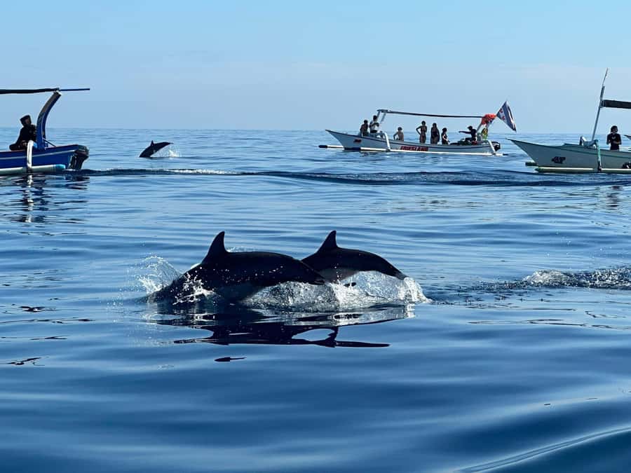 Bali: Dolphin Swimming Tour with ATV Quad Bike & Waterfall - The experience in five useful points