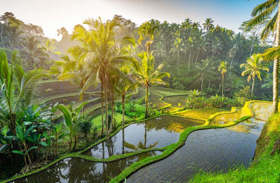 Bali: Griya Taman Beji Waterfall with Optional Ubud Tours - Sacred Monkey Forest: beautiful, lively, and not entirely tame