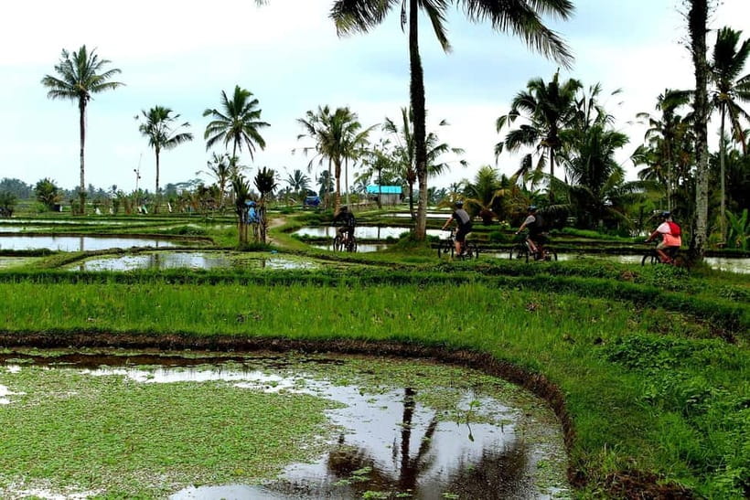 Bali: Kintamani Downhill Bike Tour, Jungle and Waterfalls - Optional Fireflies After an Afternoon Ride