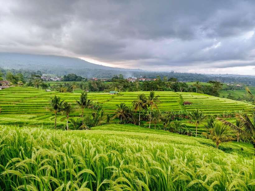 Bali: Lake Temple, Jatiluwih Rice Terrace & Waterfall Tour - Handara Gate: A Short Photo Stop