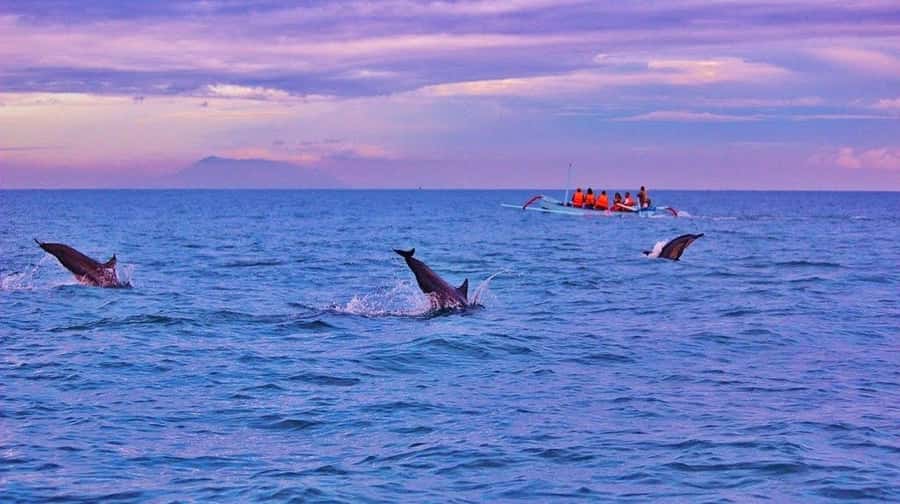 Bali/Lovina: Dolphin Snorkeling, Swimming & Waterfall Tour - Who will enjoy this trip most