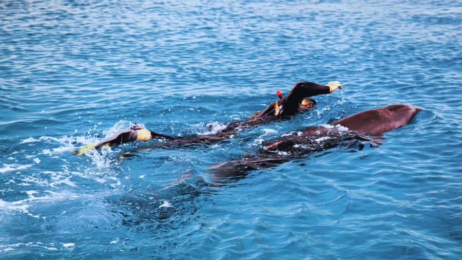 Bali/Lovina: Dolphin Snorkeling, Swimming & Waterfall Tour - What this Lovina morning is really like
