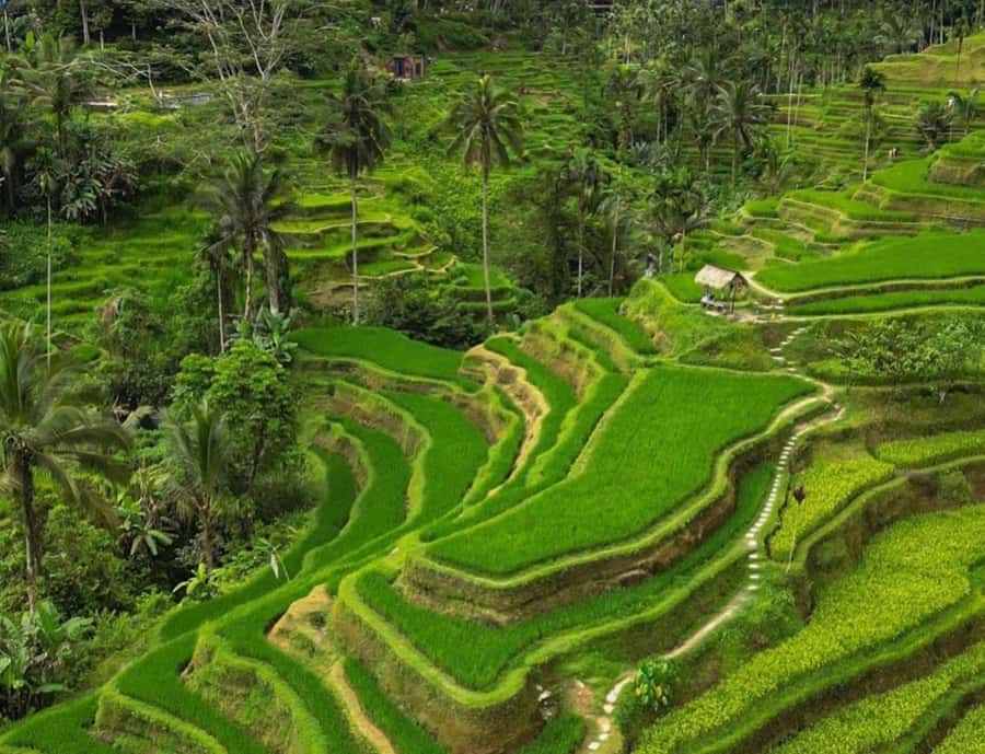 Bali: Penglipuran Village, Rice Terrace & Waterfall Tour - Five things to know before you book